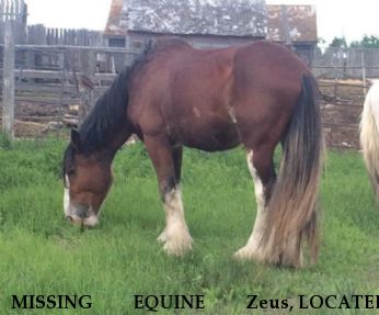 MISSING EQUINE Zeus, LOCATED 3/20/2019 Near Wadena, Saskatchewan, S0A 4J0